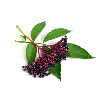 100% Natural Herbal Black Elderberry Fruit Extract Elderberry Powder